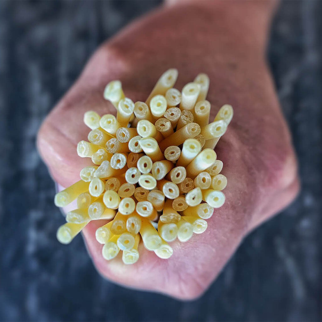 Bucatini Pasta