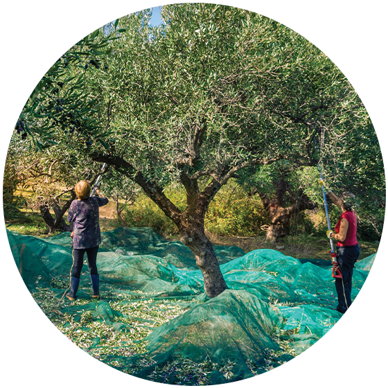 Olive Oil 101